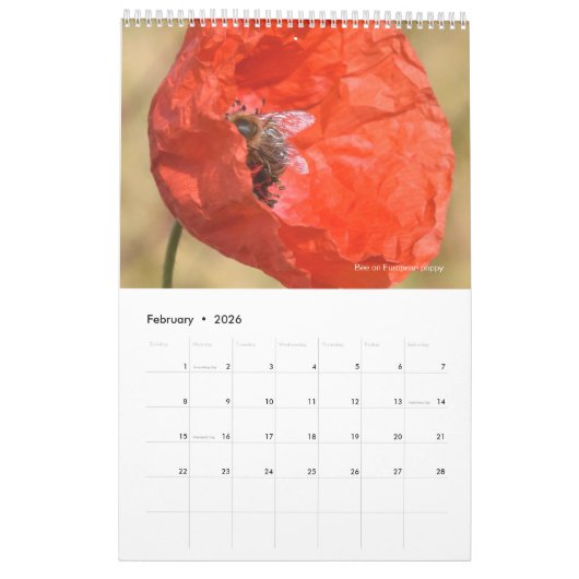 Ein Bienenkalender für 2024 - 11 x 14¼ Zoll Kalender (Feb 2026)