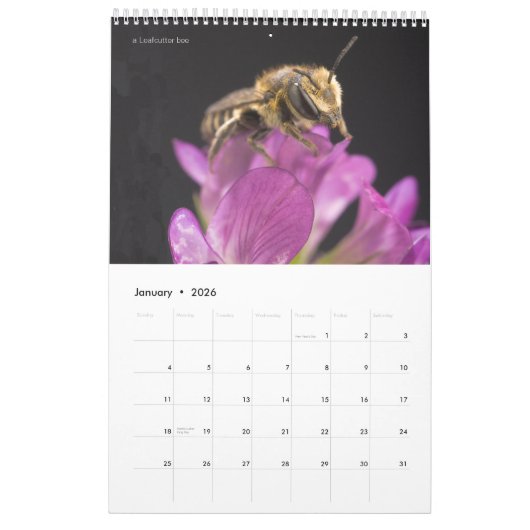 Ein Bienenkalender für 2024 - 11 x 14¼ Zoll Kalender (Jan 2026)