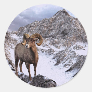 Ein Bighorn Sheep blickt ins Tal Runder Aufkleber