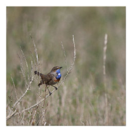 Ein Bild des Spiegelgorgebleues Poster