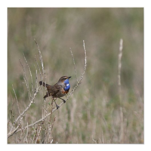 Ein Bild des Spiegelgorgebleues Poster (Vorderseite)