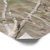 Ein Bild des Spiegelgorgebleues Poster (Ecke)