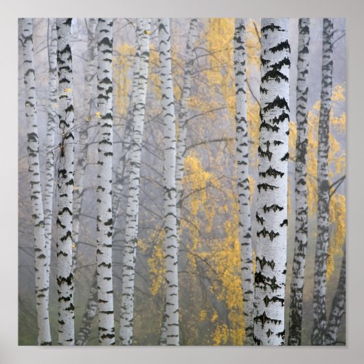 ein Birkenhain in den Haze-Fragment-Stämmen. Poster (Vorne)