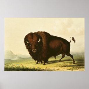 Ein Bison, c.1832 Poster