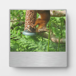 Ein bisschen Nüsse, Eichhörnchenplakette. Fotoplatte