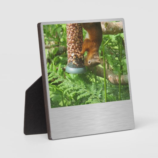 Ein bisschen Nüsse, Eichhörnchenplakette. Fotoplatte (Vorderseite)