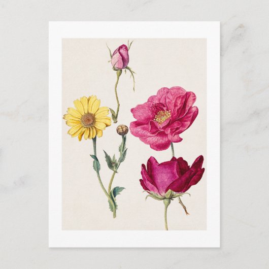 Ein Blatt mit Studien zu französischen Rosen und e Postkarte (Vorderseite)