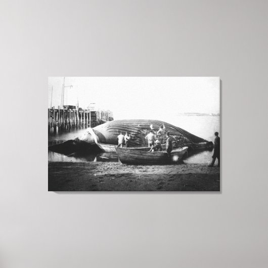 Ein Blauwal in Alaska-Fotografie schneiden Leinwanddruck (Vorderseite)