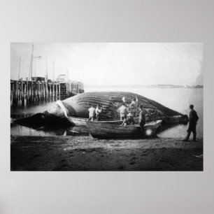 Ein Blauwal in Alaska-Fotografie schneiden Poster