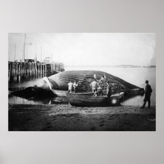 Ein Blauwal in Alaska-Fotografie schneiden Poster (Vorne)