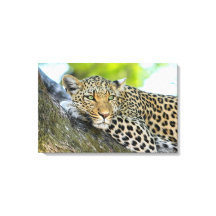 Ein Blick auf den Leopard