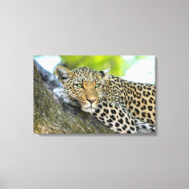 Ein Blick auf den Leopard Leinwanddruck
