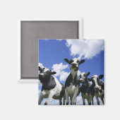 Ein Blick auf vier junge Kälber Magnet (Vorderseite/Rückseite)