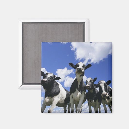 Ein Blick auf vier junge Kälber Magnet (Vorderseite/Rückseite)