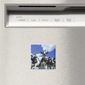 Ein Blick auf vier junge Kälber Magnet (In Situ (Geschirrspüler))