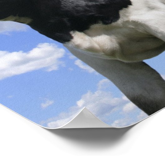 Ein Blick auf vier junge Kälber Poster (Ecke)