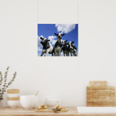 Ein Blick auf vier junge Kälber Poster (Küche)