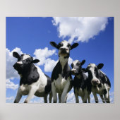 Ein Blick auf vier junge Kälber Poster (Vorne)
