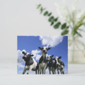 Ein Blick auf vier junge Kälber Postkarte (Stehend Vorderseite)