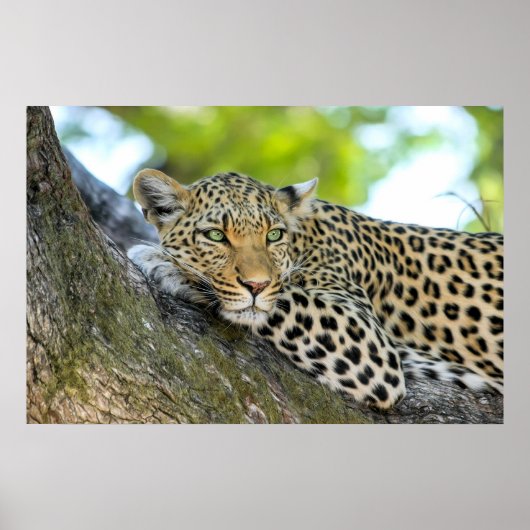Ein Blick aus Leopard - Druck schließen Poster (Vorne)