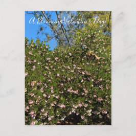Ein blühender Valentinstag! Postkarte