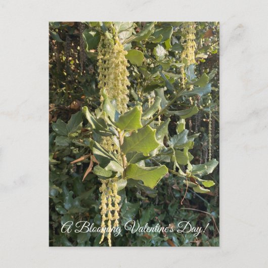 Ein blühender Valentinstag! Postkarte (Vorderseite)