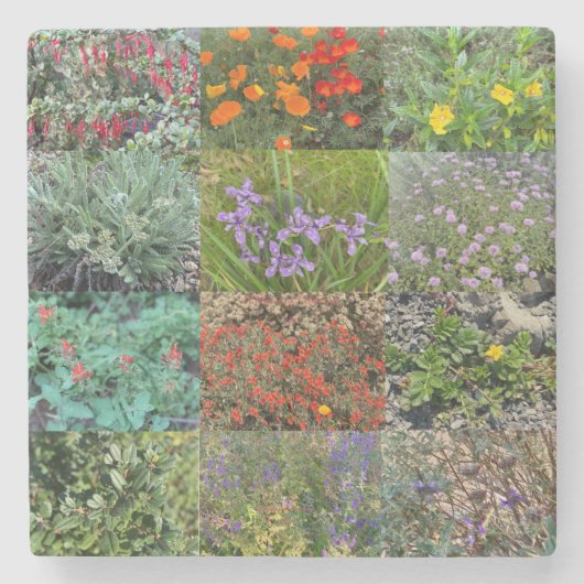 Ein blühendes Kalifornien: Doppelregen 2020 Steinuntersetzer (Vorderseite)