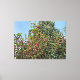Ein blühendes Kalifornien: : Pink Currant Leinwanddruck