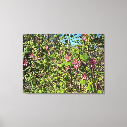 Ein blühendes Kalifornien: rosa Johannisbeere Leinwanddruck (Vorderseite)