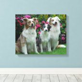 ein Border Collie, blue-merle, und zwei Australia Leinwanddruck (Insitu (Holzboden))