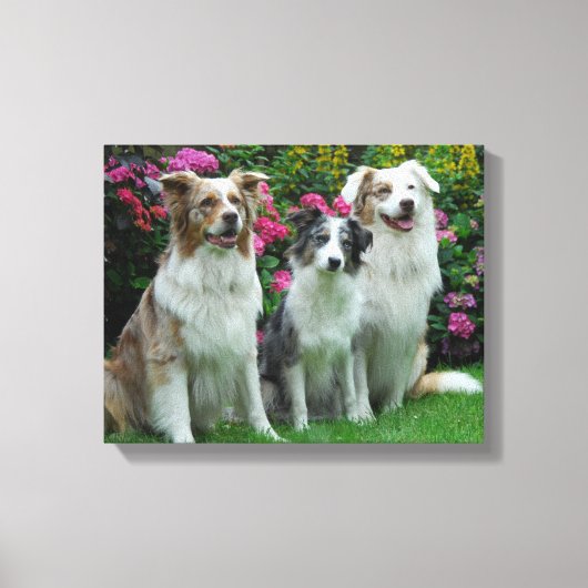 ein Border Collie, blue-merle, und zwei Australia Leinwanddruck (Vorderseite)