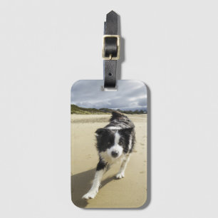 Ein Border-Collie-Hund, der auf den Strand läuft Gepäckanhänger
