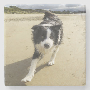 Ein Border-Collie-Hund, der auf den Strand läuft Steinuntersetzer