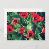 Ein Bouquet von Tulips im Garten Postkarte (Vorne/Hinten)