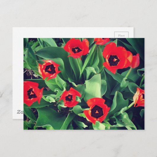 Ein Bouquet von Tulips im Garten Postkarte (Vorne/Hinten)