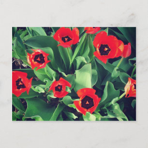 Ein Bouquet von Tulips im Garten Postkarte
