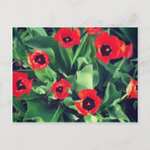 Ein Bouquet von Tulips im Garten Postkarte (Vorderseite)