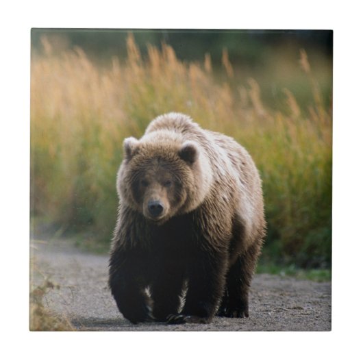 Ein Braunbär, der auf eine Spur geht Fliese (Vorderseite)