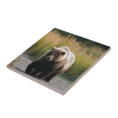 Ein Braunbär, der auf eine Spur geht Fliese (Seite)