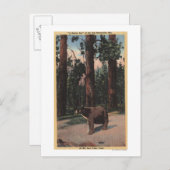 Ein brauner Bär im Wald Postkarte (Vorne/Hinten)