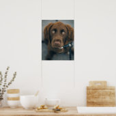 Ein brauner Hund. Poster (Küche)
