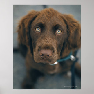 Ein brauner Hund. Poster