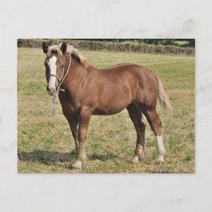 Ein Bretonfohlen in Frankreich Postkarte