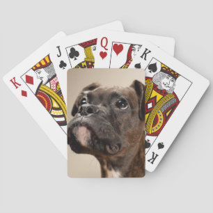 Ein Brindle Boxer Welpe, der neugierig nach oben s Spielkarten
