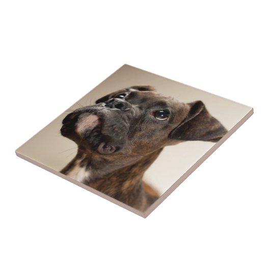 Ein Brindle Boxerwelpe, der oben neugierig schaut Fliese (Seite)