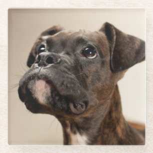 Ein Brindle Boxerwelpe, der oben neugierig schaut Glasuntersetzer