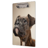 Ein Brindle Boxerwelpe, der oben neugierig schaut Klemmbrett (Links)