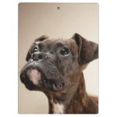 Ein Brindle Boxerwelpe, der oben neugierig schaut Klemmbrett (Rückseite)