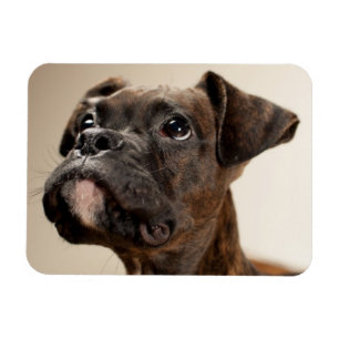 Ein Brindle Boxerwelpe, der oben neugierig schaut Magnet