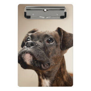 Ein Brindle Boxerwelpe, der oben neugierig schaut Mini Klemmbrett